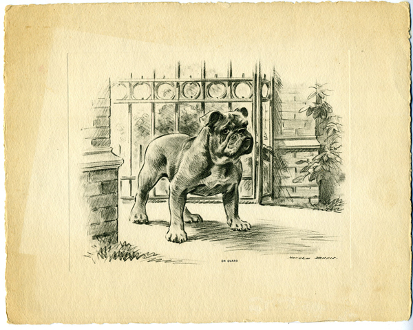 Adorable 1940s Print of a Bulldog entitled 