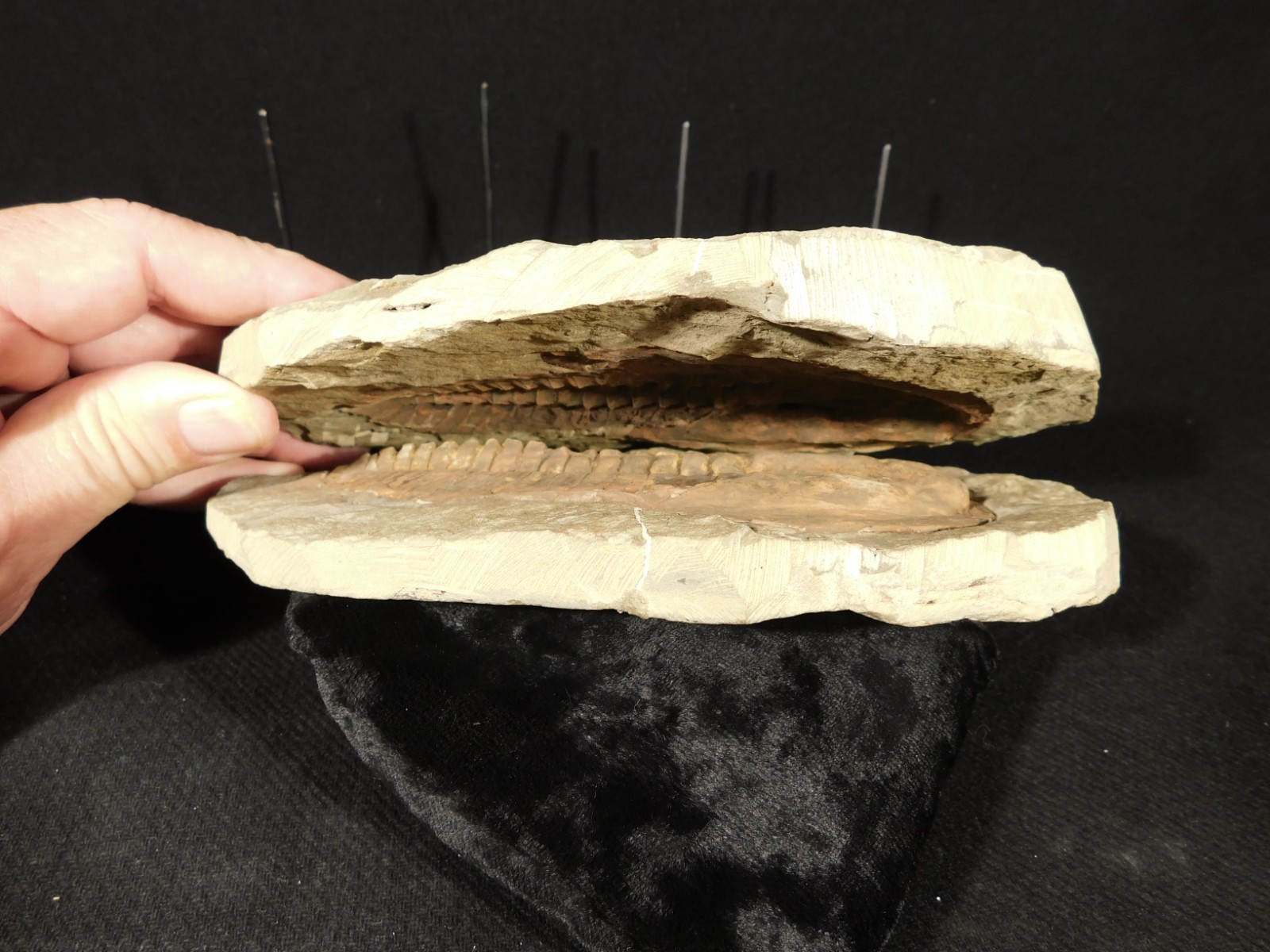 Big Super Nice MUSEUM Cambropallas Telesto TRILOBITE Fossil Morocco 1761gr