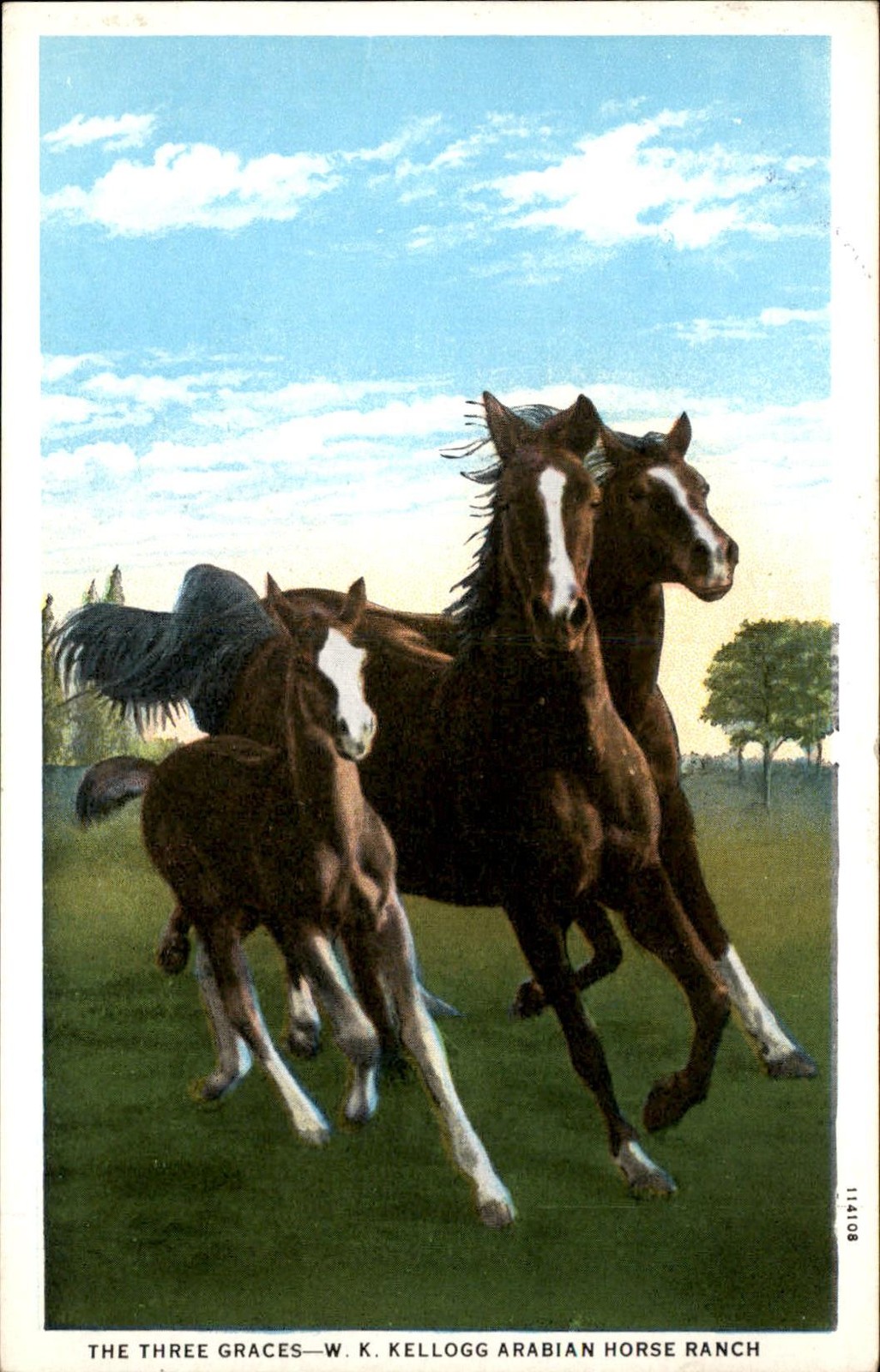 Pomona CA Arabian Horses Curt Teich c1920s-30s Vintage Postcard