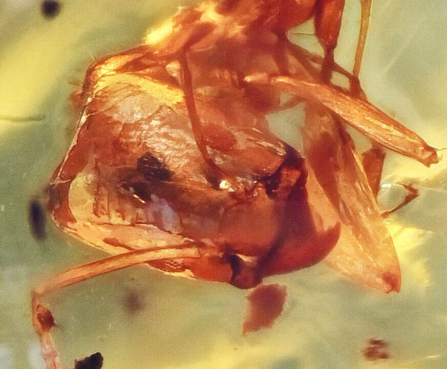 Two Worker Ants, Fossil Inclusion in Dominican Amber