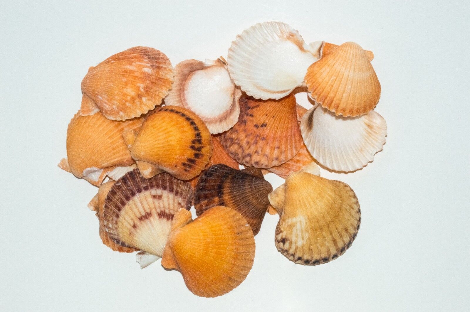 NessaStores Orange Pecten Sea Shell Beach Craft Scallop 2