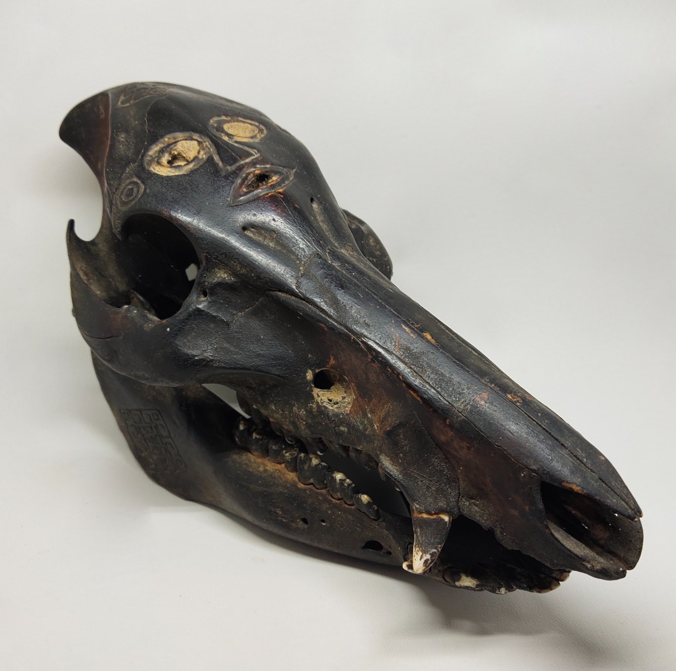 Antique Timor Atoni Boar Skull Scrimshaw Tribal Sculpture 8.5
