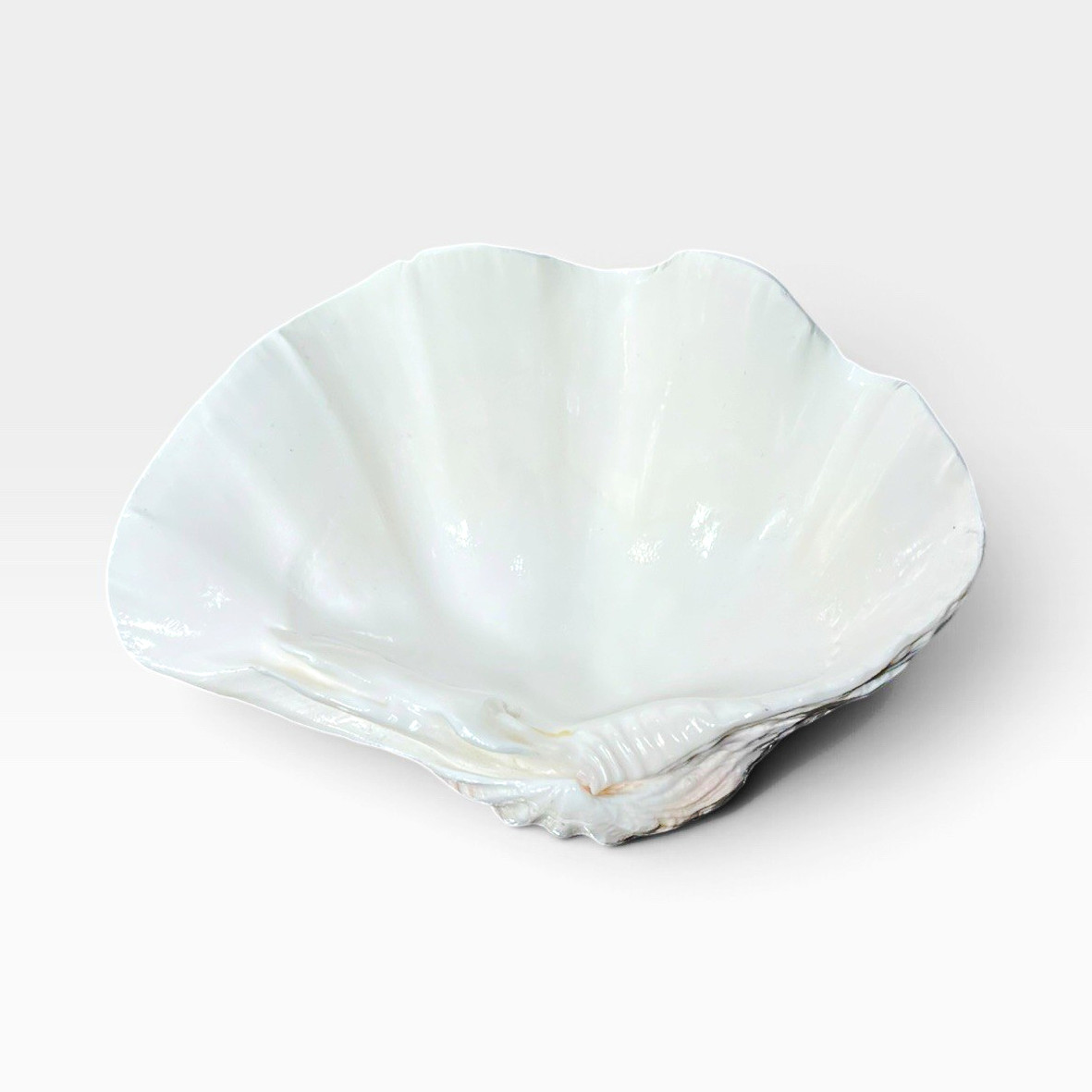 Authentic Vintage Fluted Giant Clam Shell Bowl 9