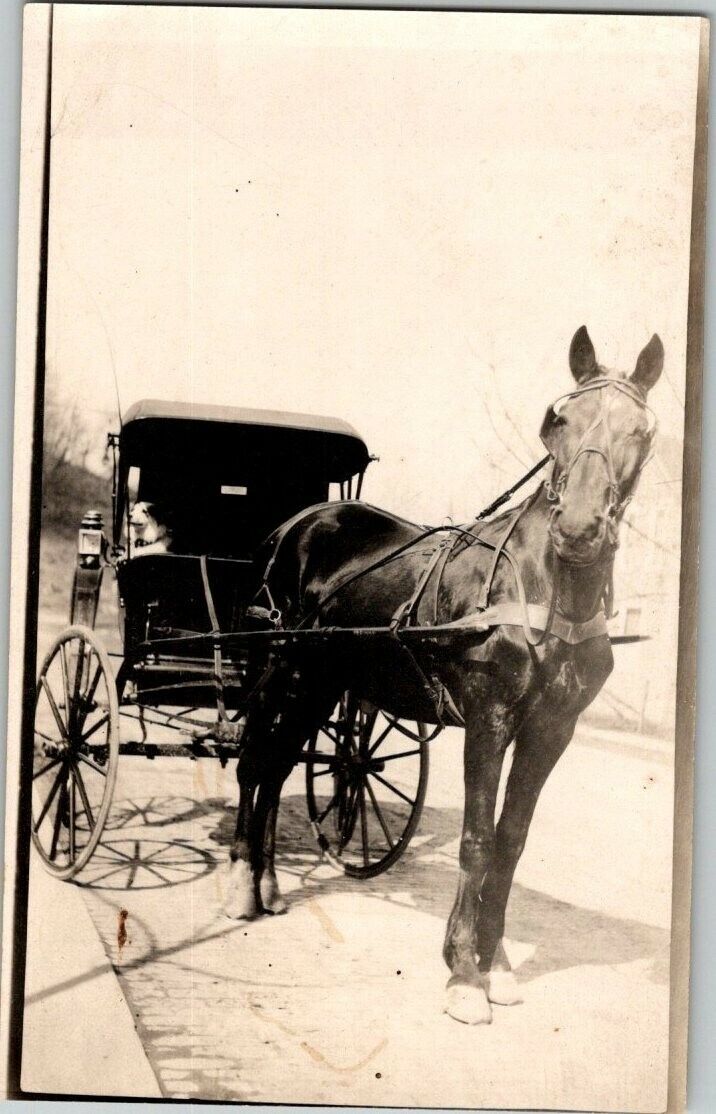RPPC Horse Drawn Carriage - Dog ca.1904 Vintage A613