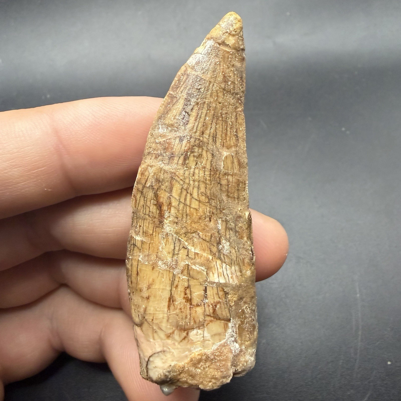 Charcharodontosaurus Dinosaur Tooth Fossil 2.74” Restored