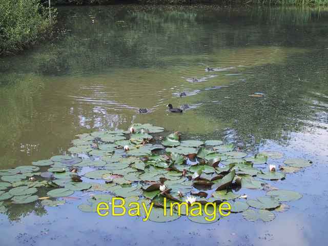 Photo 6x4 Waterlilies and Coots on Connaught Water Chingford  c2002