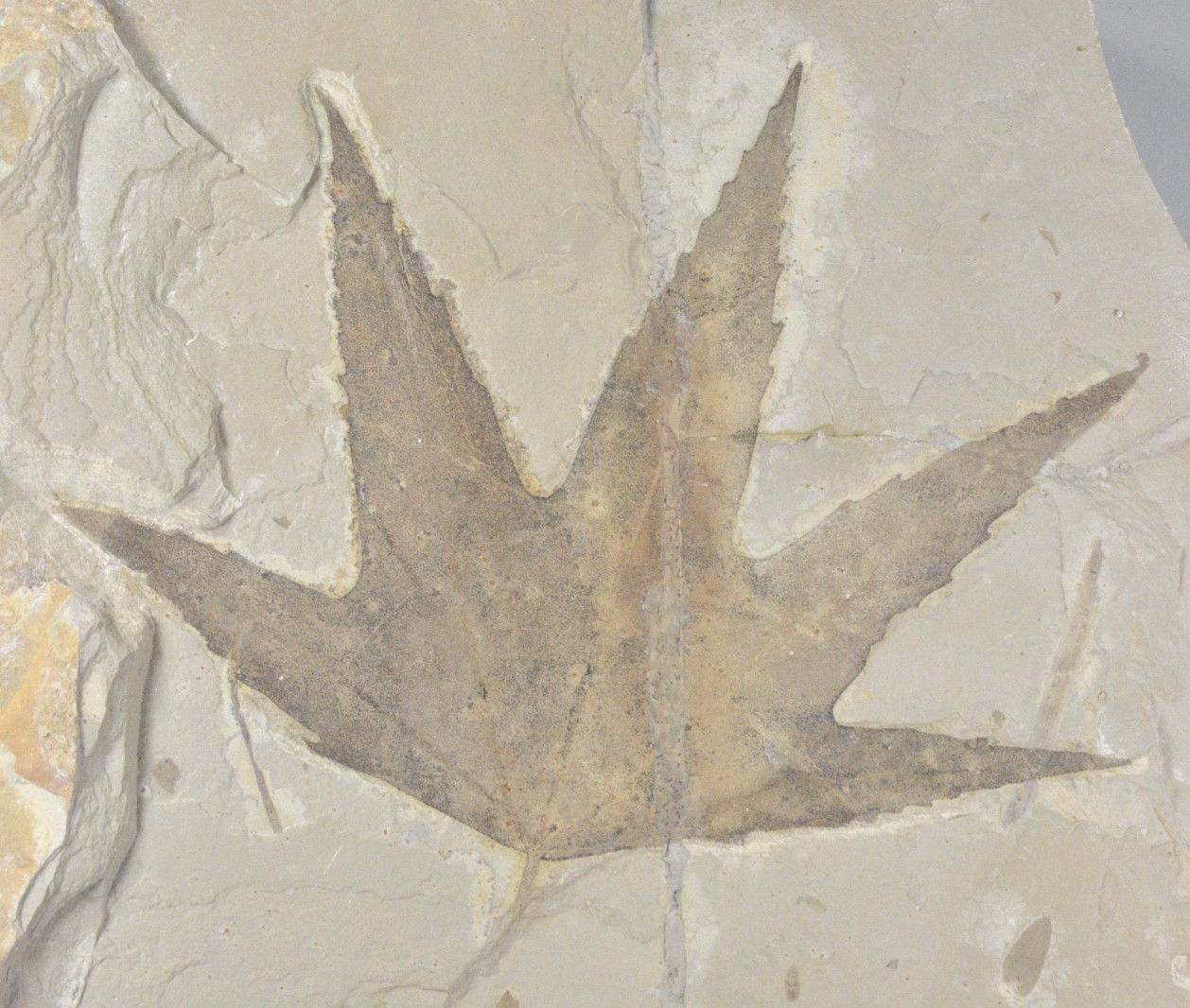 Sycamore, Macgintea wyomingensis,  Leaf Fossil, Bonanza, Utah