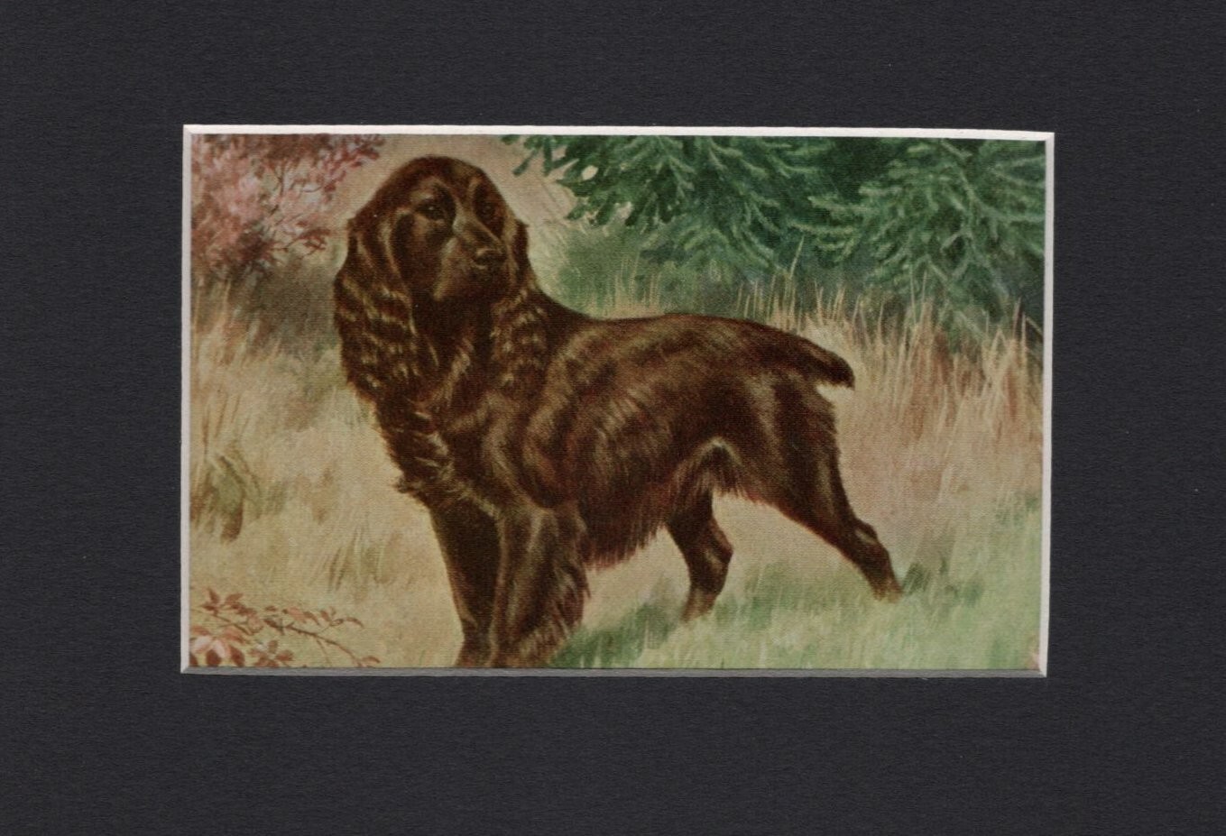 English Cocker Spaniel  Dog - CUSTOM MATTED - Vintage Color Art Print - 5 x 7