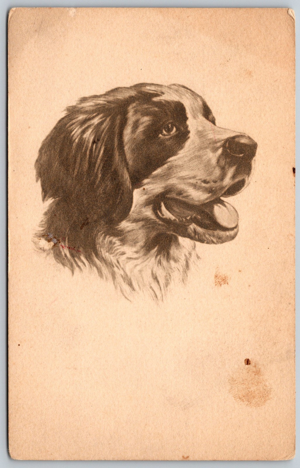 1911 St Bernard Dog Portrait Illustration ANTIQUE Postcard 10616