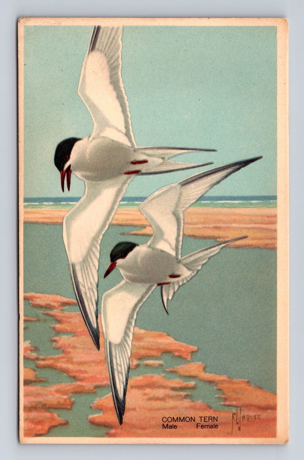 Common Tern, Birds, Animals, Antique, Vintage Souvenir Postcard