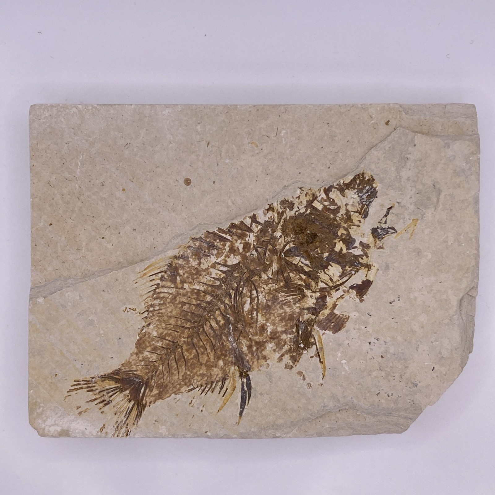 Fossil Fish Likely Priscacara Green River Formation Eocene Wyoming 4.25 Inches