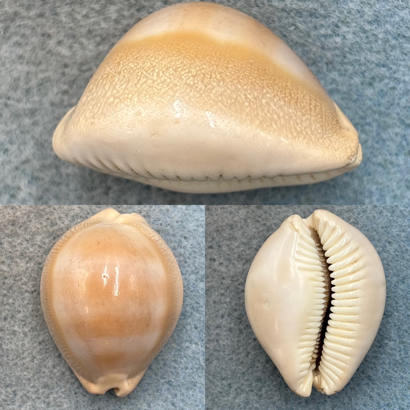 #6 Cypraea sulcidentata 36.6mm F Hawaii
