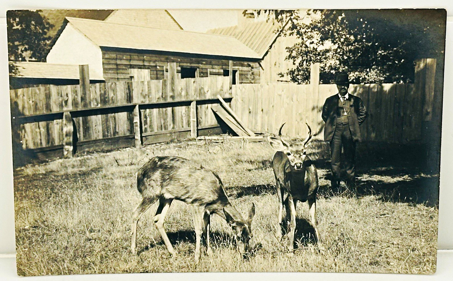 Vintage 1910s RPPC Man with Two Tame Pet Deer Buck Farmyard Cyko Real Photo