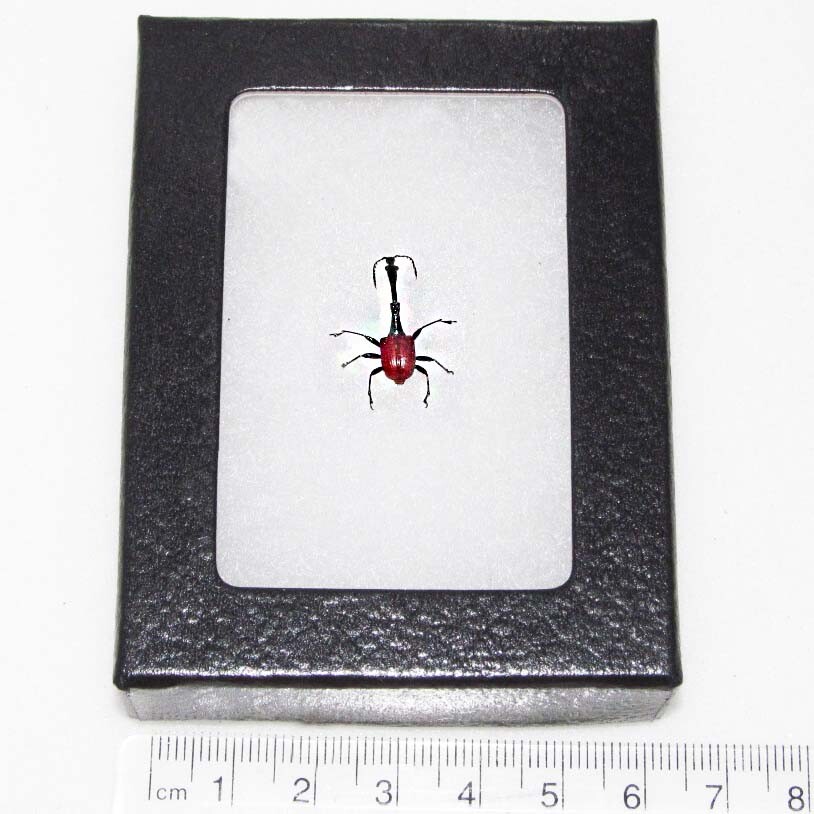 Trachelophorus giraffe REAL FRAMED RED BEETLE WEEVIL MADAGASCAR
