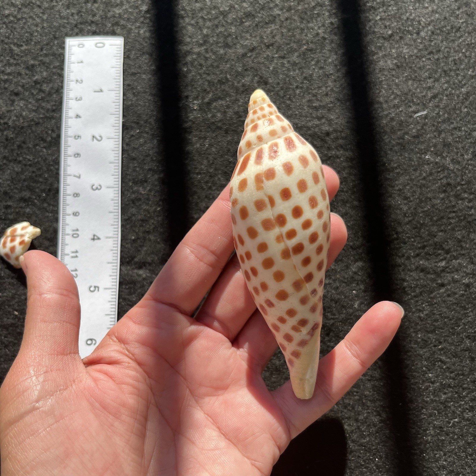 4.5” Broken Scaphella Junonia Sea Shell Crafting Art Shells Jewelry