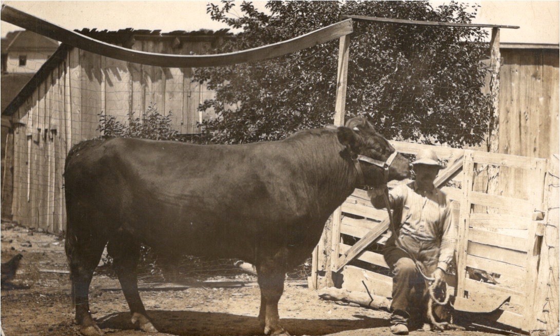 RPPC Farmer and Cow Cattle Sedalia Missouri Joseph Sleeth 1910s Real Photo 