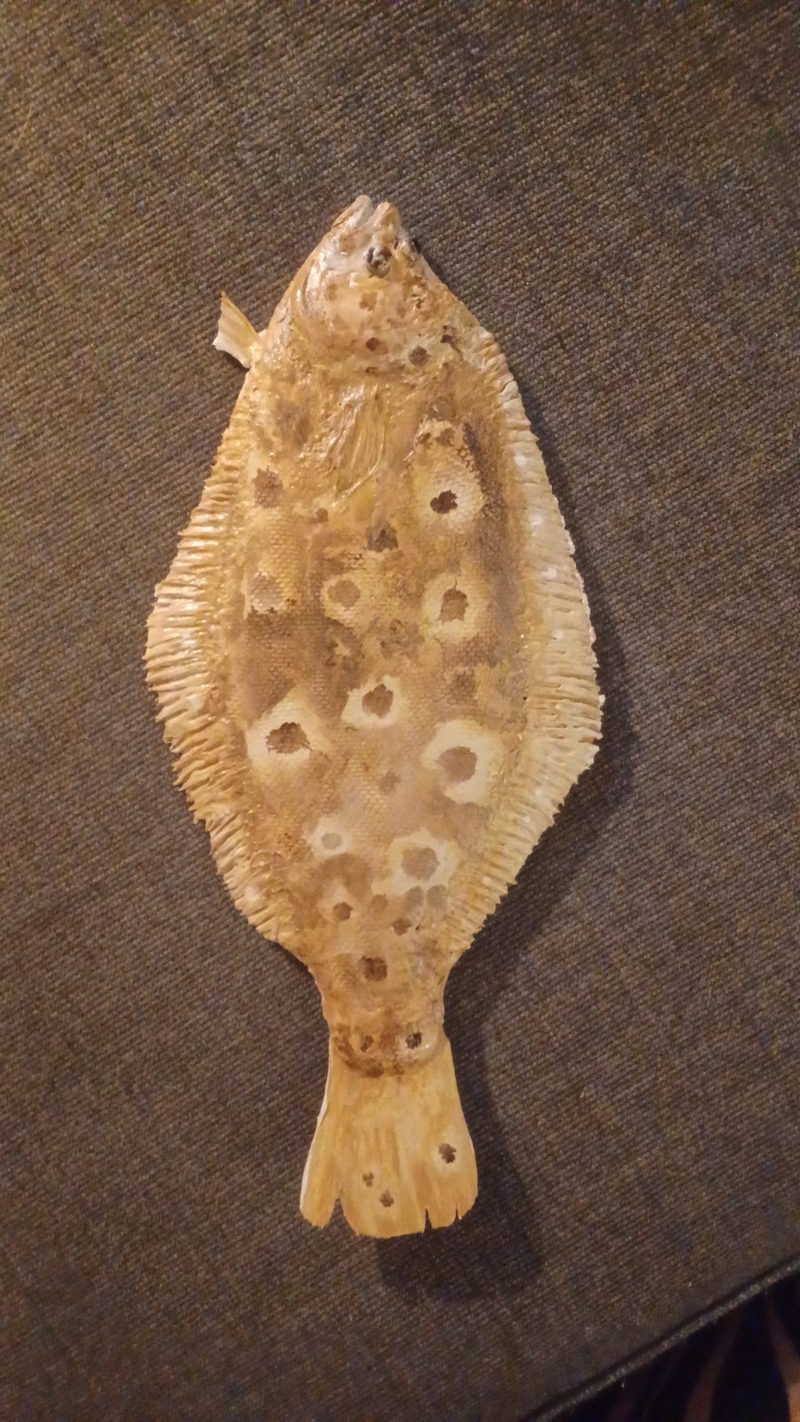 fluke fish replica 18 inch summer flounder Nantucket shoals
