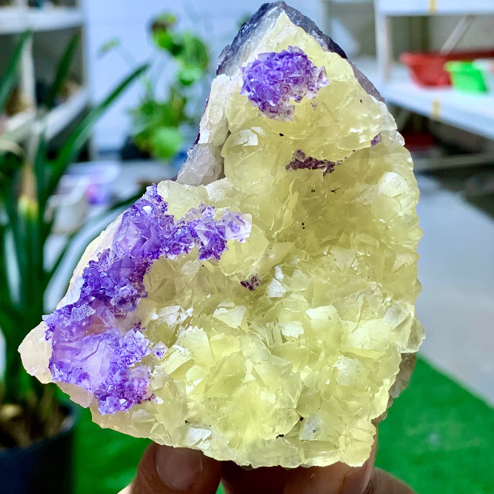 486G Natural yellow purple cubic fluorite mineral crystal /Zhejiang, China