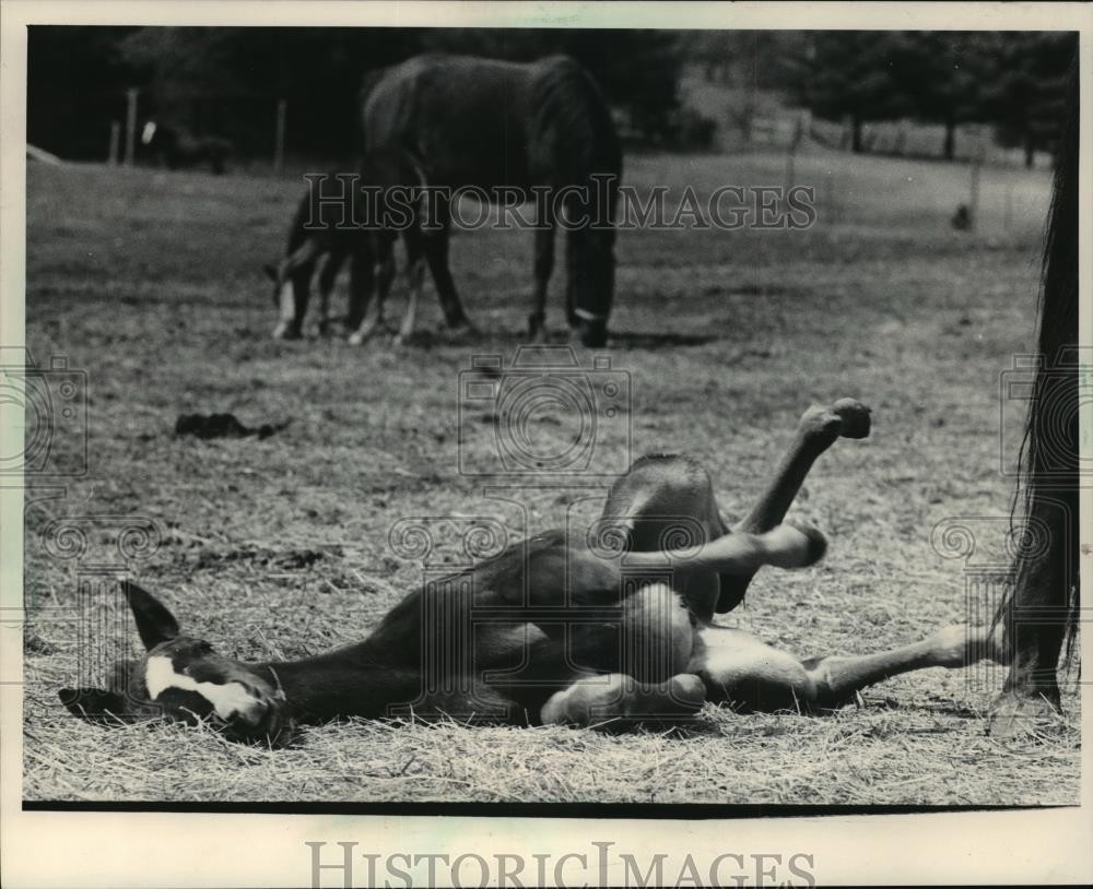 1983 Press Photo Horses and manes on the grounds of Domino Stables - mja11840