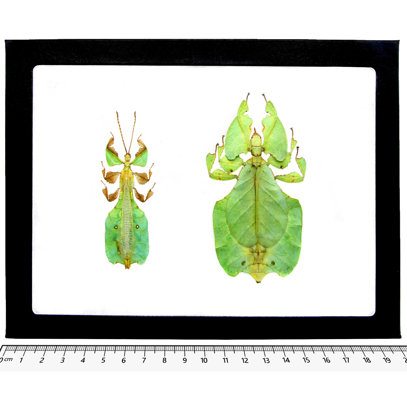 Phyllium pulchrifolium MALE + FEMALE PAIR green leaf mimic Indonesia FRAMED
