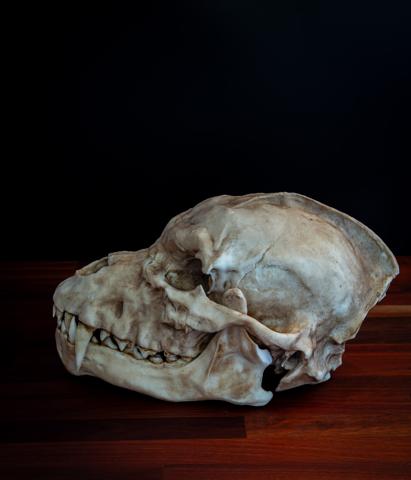 Werewolf Skull Replica – Life Size Gothic Fantasy Creature Display Model