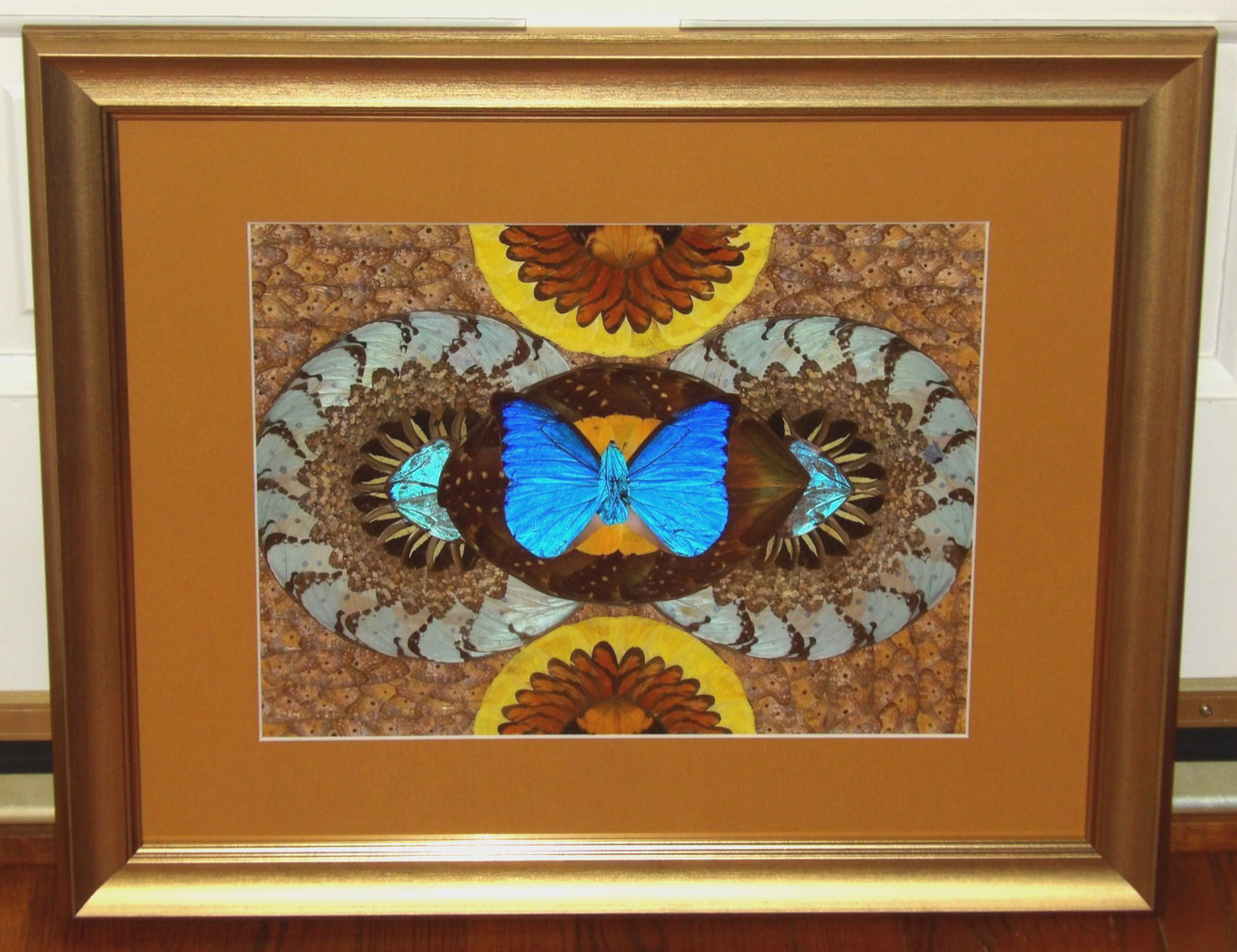 Giant Blue Morpho Didius Taxidermy Butterfly Wing Framed Art 11x14 / 19x23 Frame Giant Blue Morpho Didius Taxidermy Butterfly Wing Framed Art 11x14 / 19x23 Frame