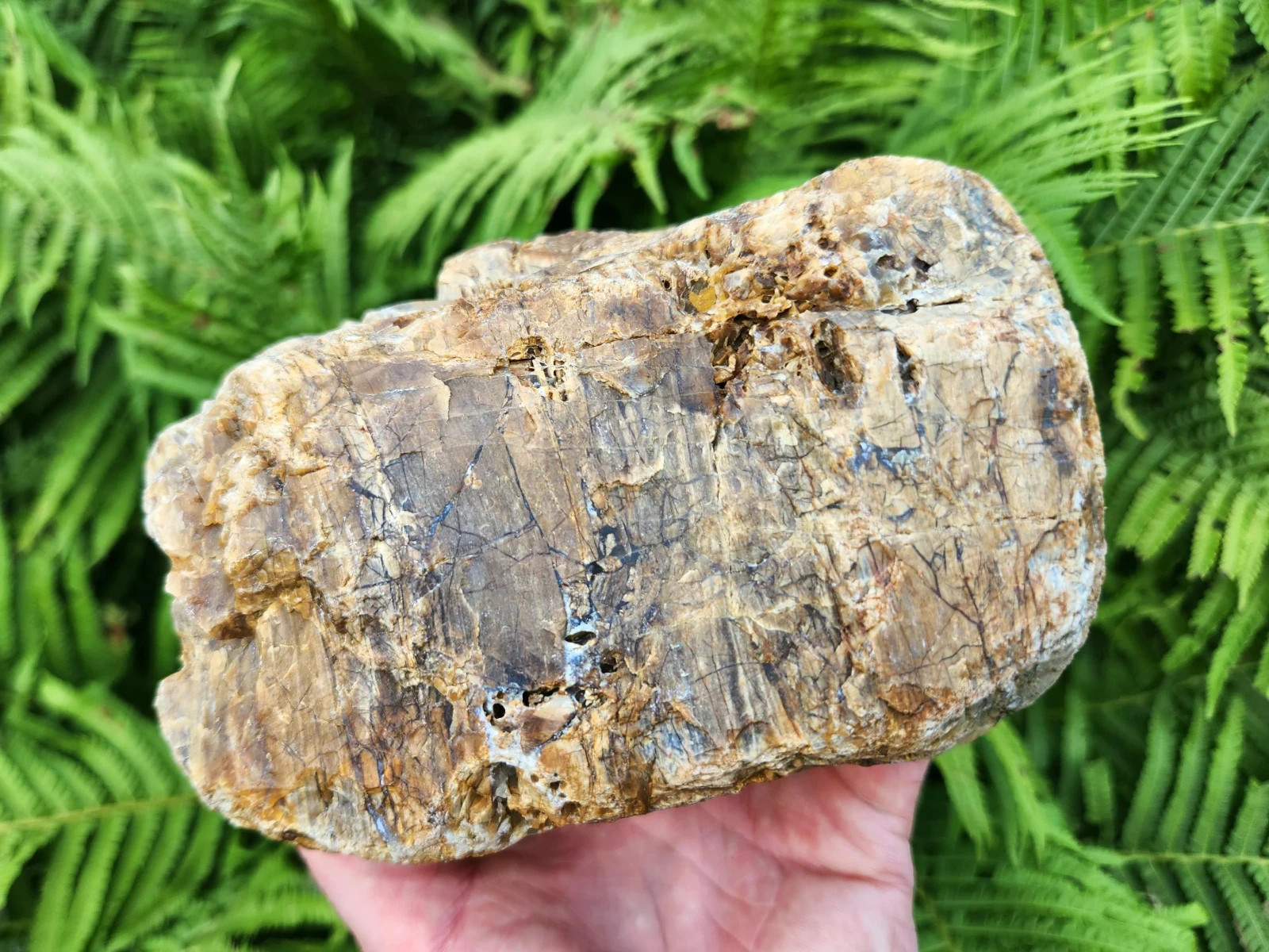 Oregon Coast Agatized Petrified Wood, 5+ lbs, Agate Veins, Ideal for Lapidary