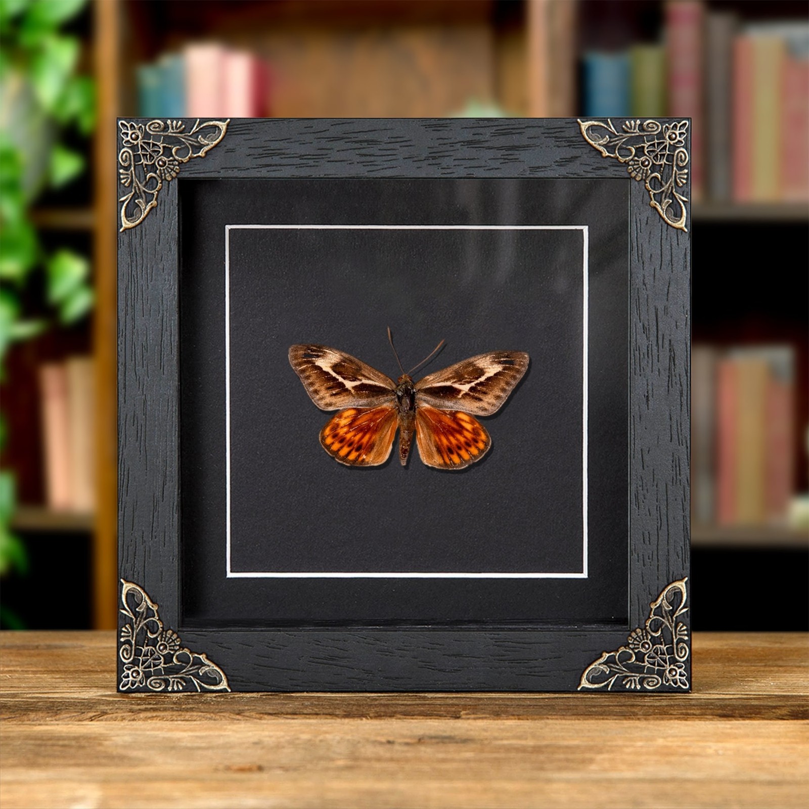 Castnia miastagma In Baroque Style Frame From Mexico