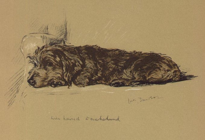 Wirehaired Dachshund - CUSTOM MATTED Small 5 x 7 - Lucy Dawson Dog Art Print NEW