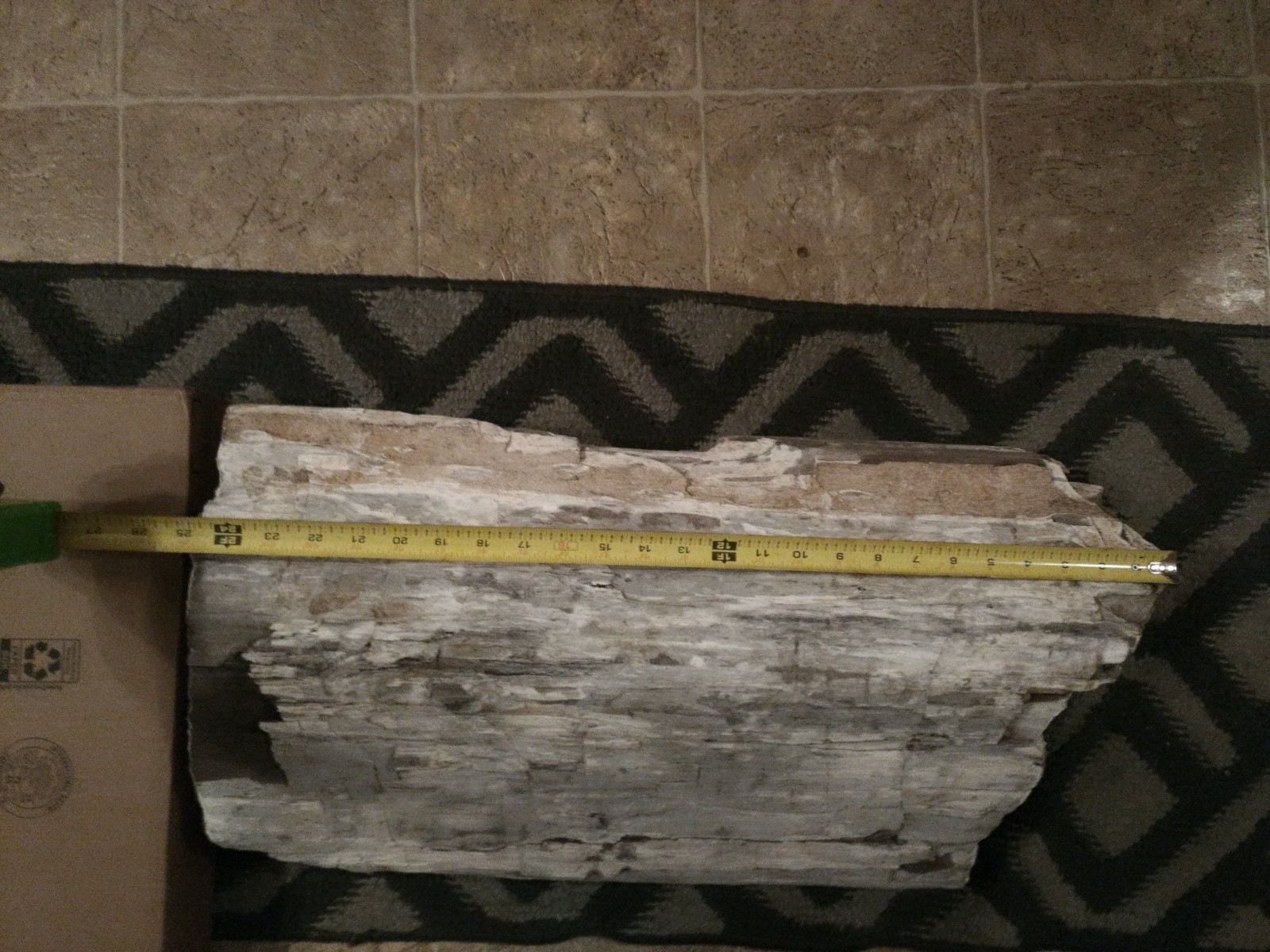 Really nice piece of Petrified Wood