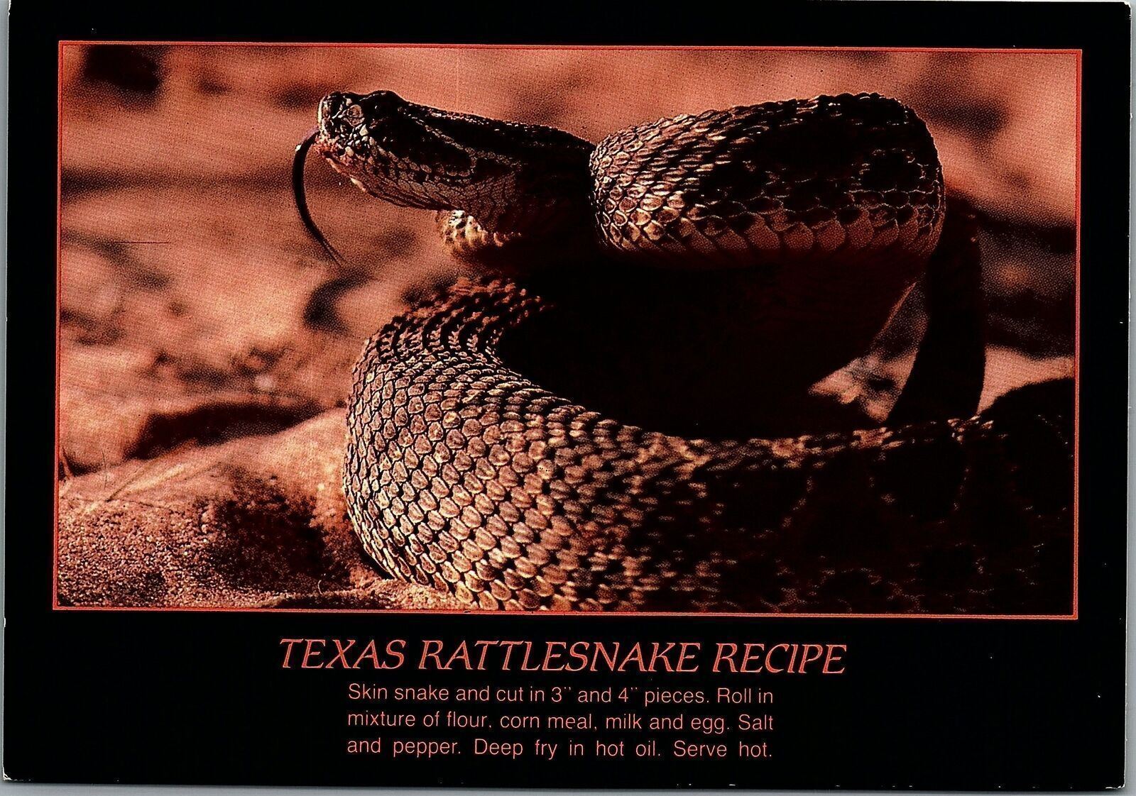 VINTAGE TEXAS RATTLESNAKE RECIPE UNPOSTED TEXAS POSTCARD 35-94