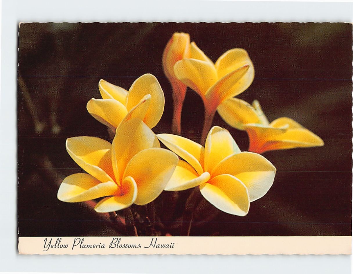 Yellow Plumeria Blossoms Hawaii USA F-326386