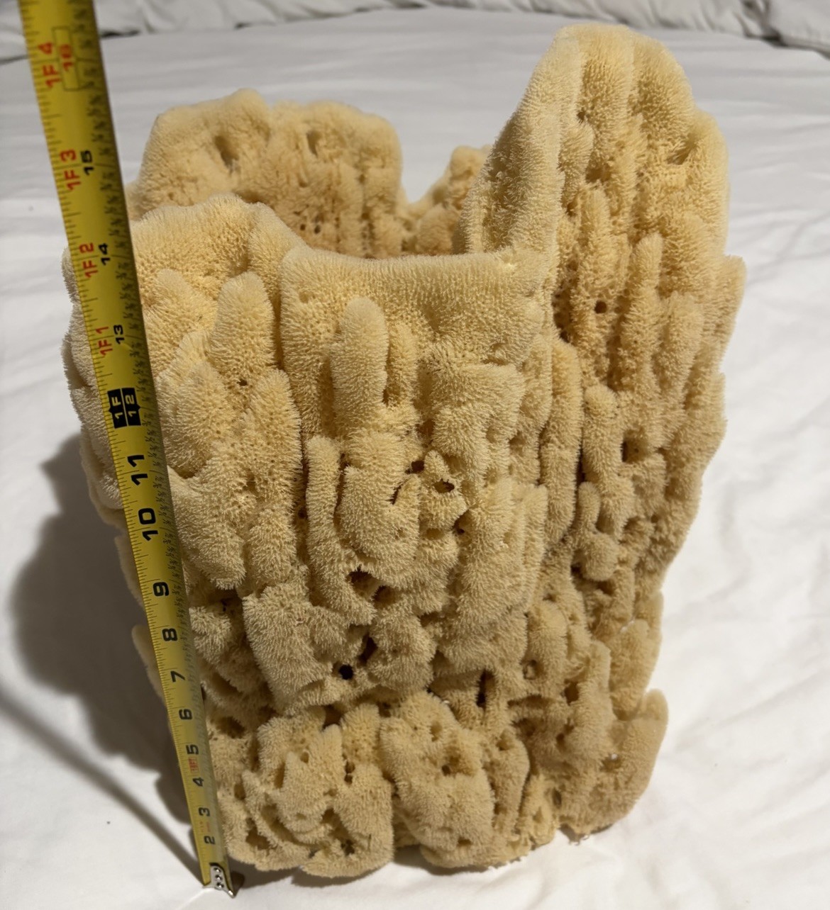 Large Natural Sea Sponge 15” x 13” x 11.5” Coastal Nautical Decor Specimen