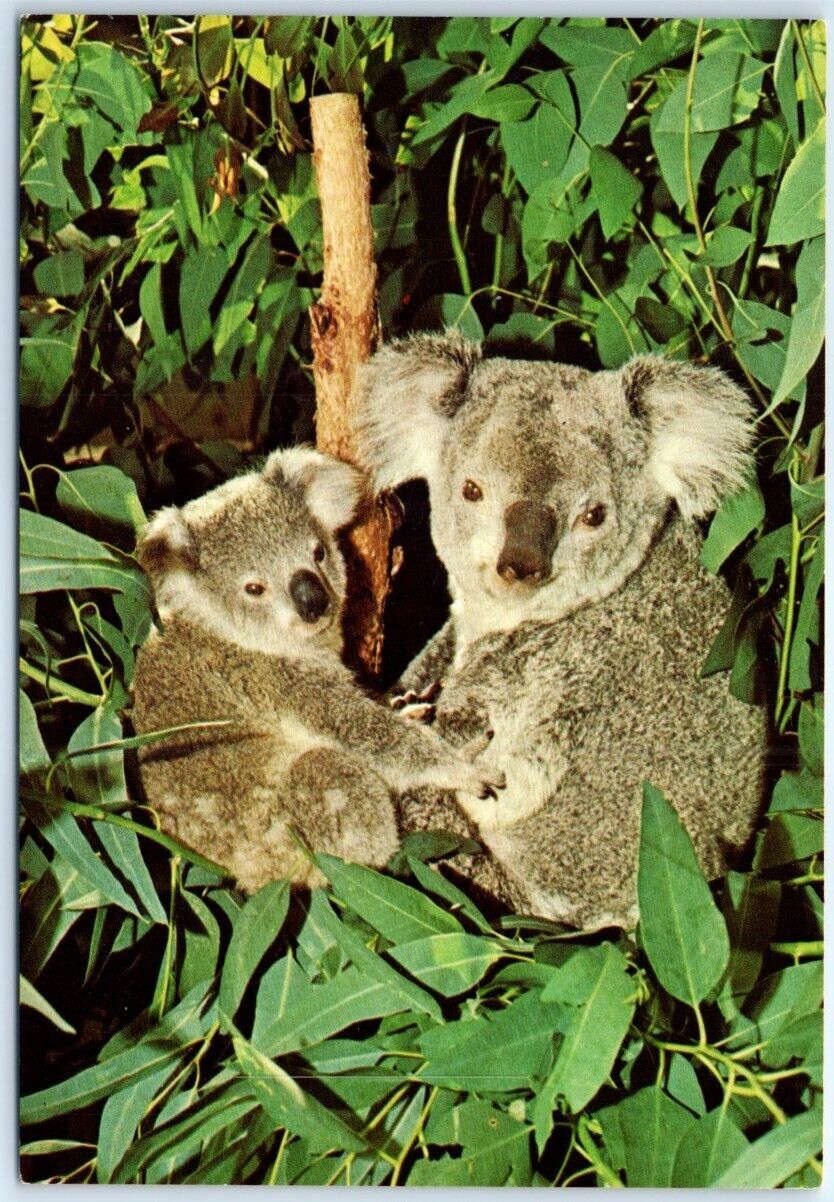 Postcard - Koalas, San Diego Zoo - San Diego, California