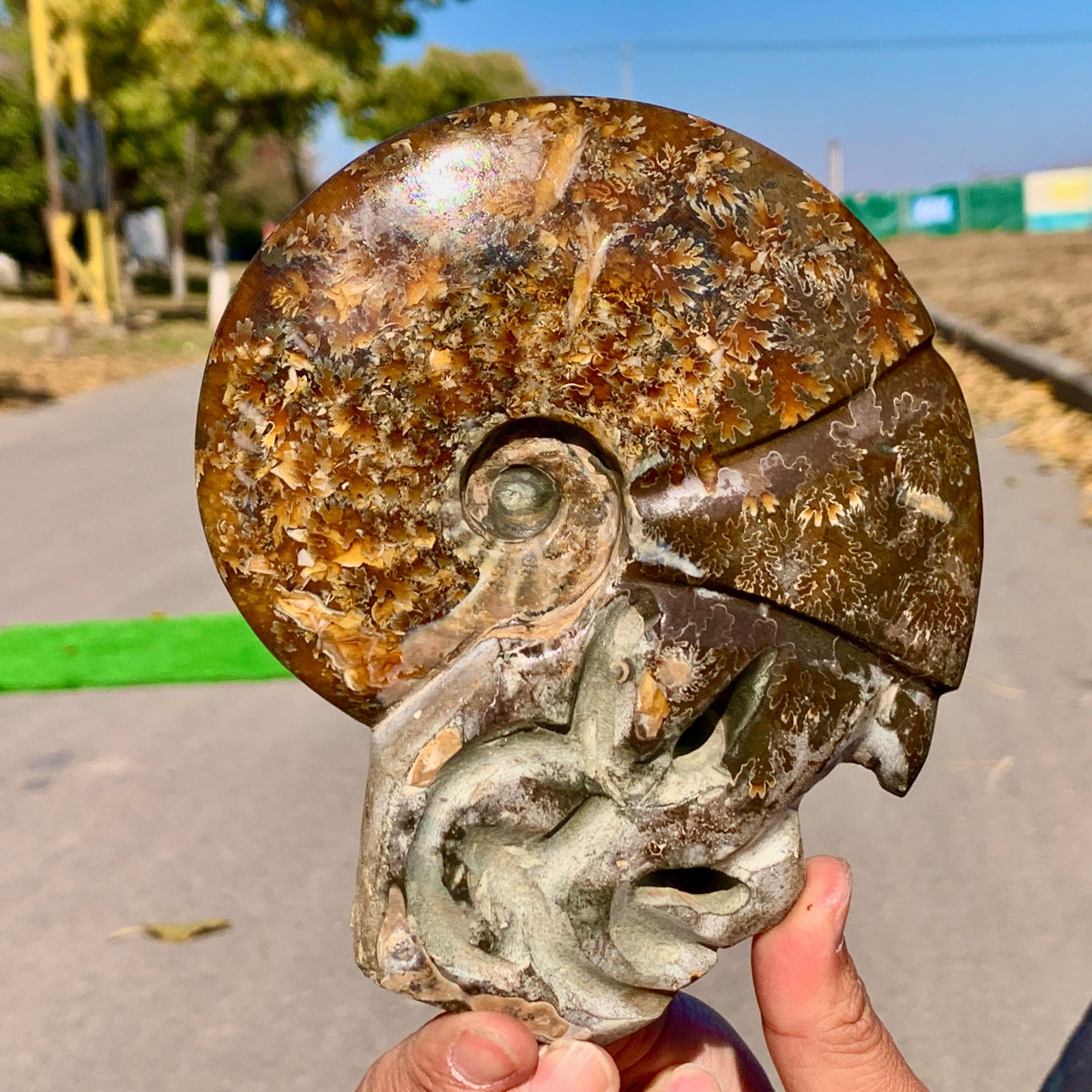 1.66LB Rare Natural Tentacle Ammonite Specimen  Healing Madagascar