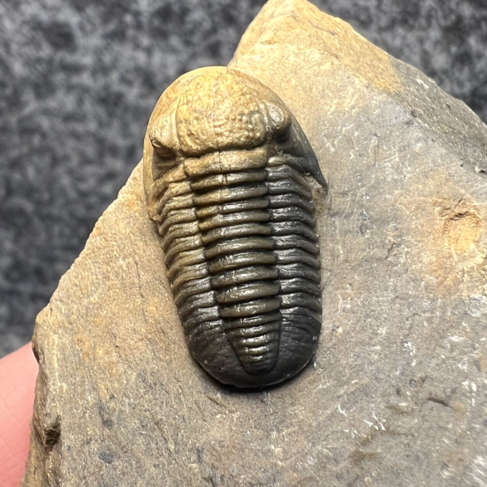 Exceptional Gerastos sp. Trilobite Fossil – Natural Two-Tone Color