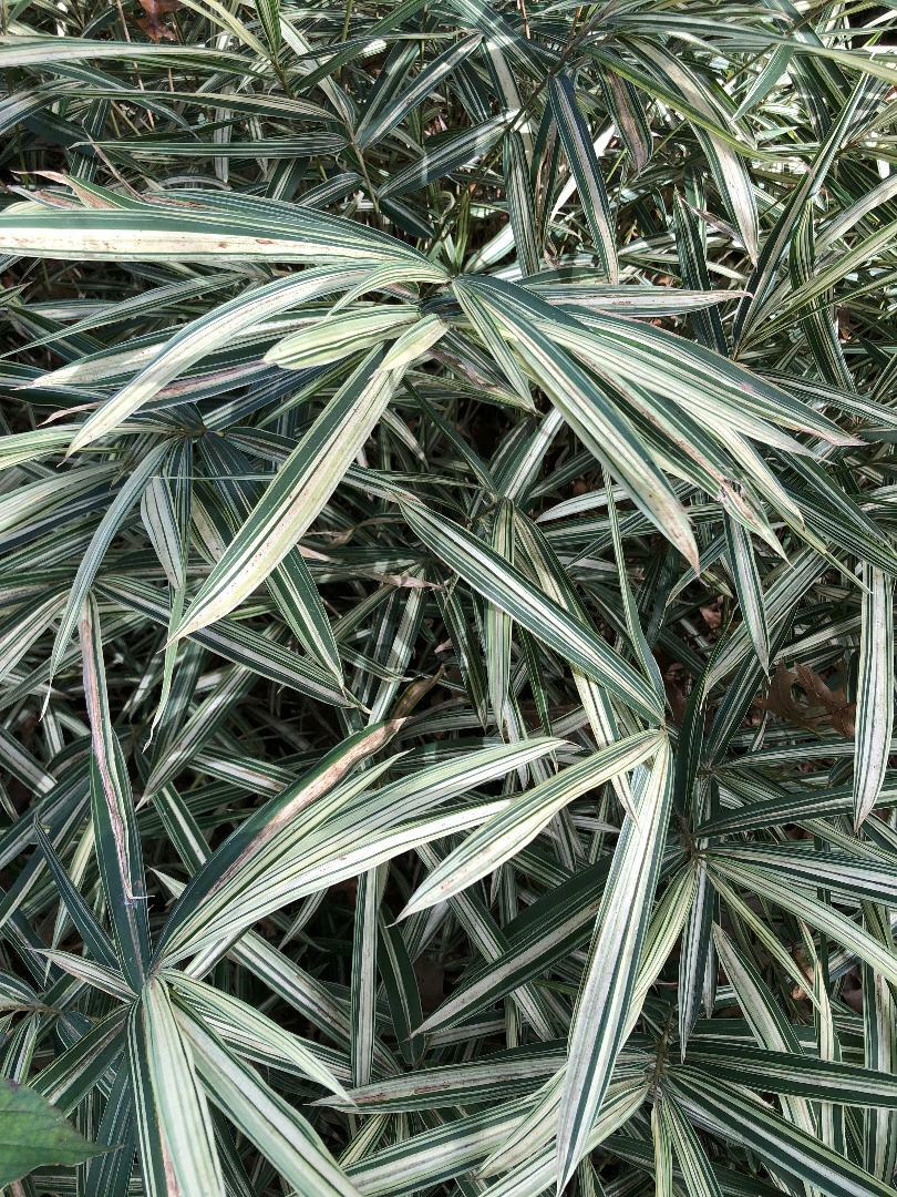 4 Roots  Poaceae Sasaella Masamuneana Albostriata Dwarf Variegated Bamboo