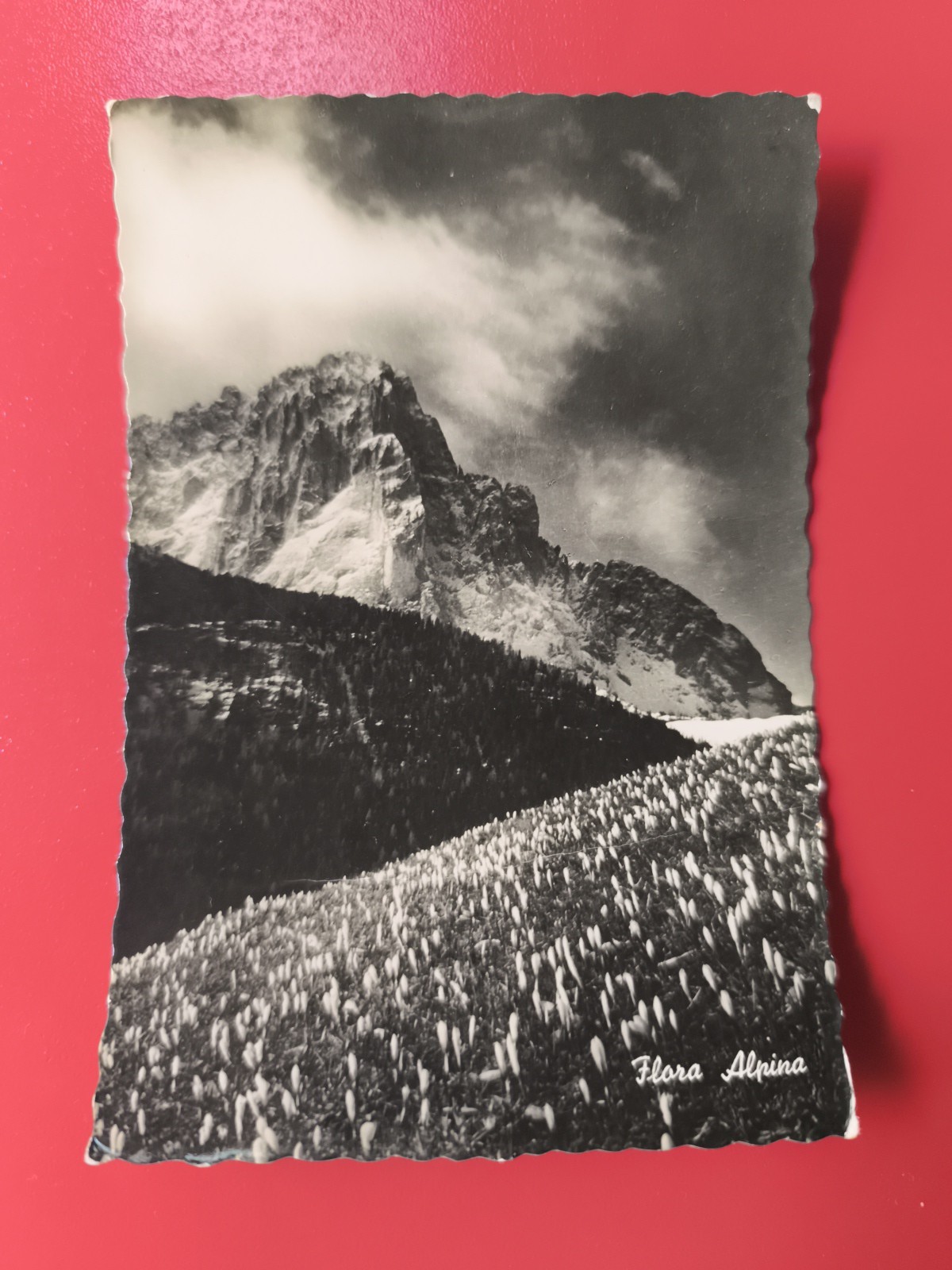 ALPINE FLORA - BLACK AND WHITE POSTCARD SHIPPED 1952 STAMP 10 LIRE