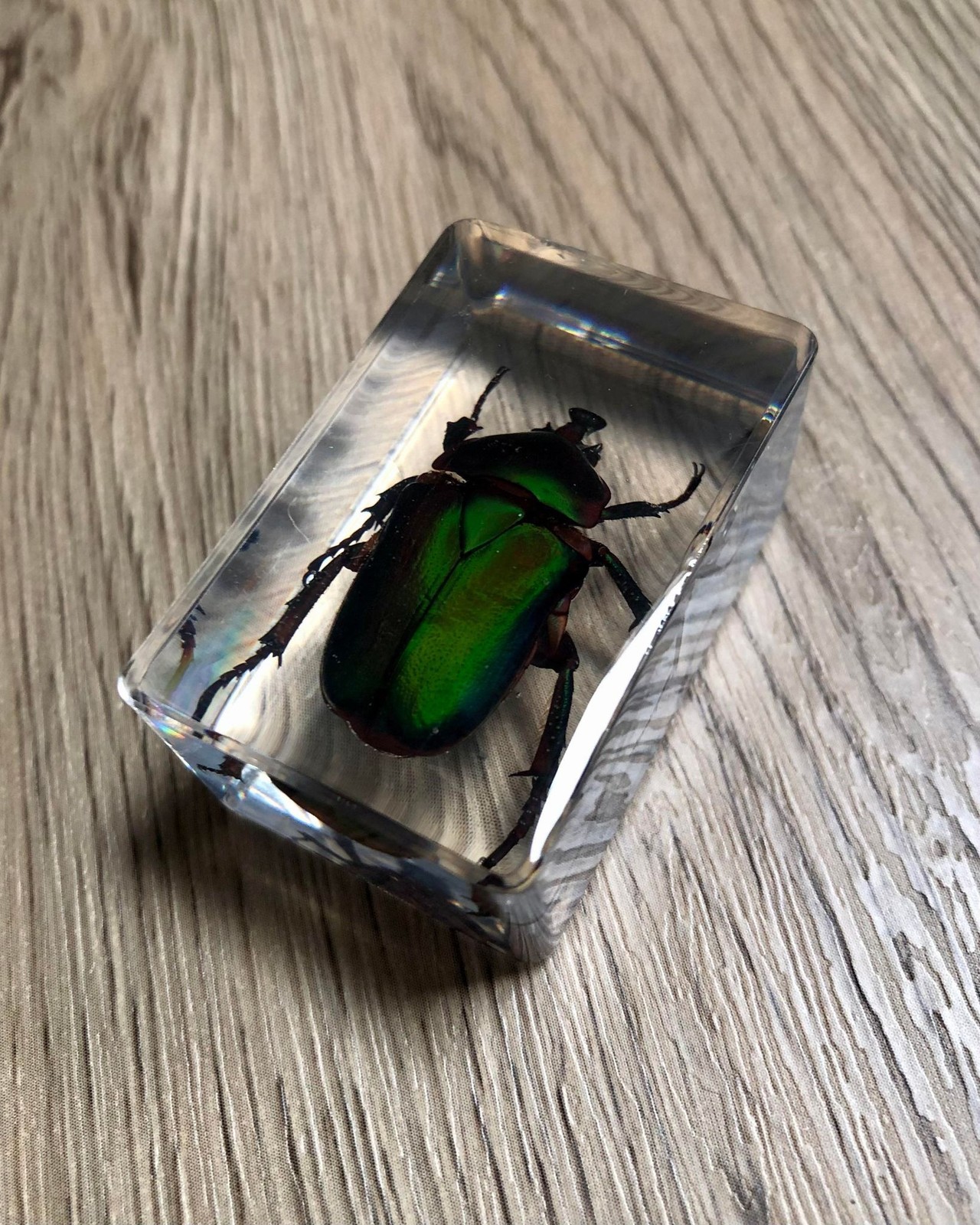 Real Preserved Insects Clear Acrylic Block Resin Taxidermy 11 Species Available