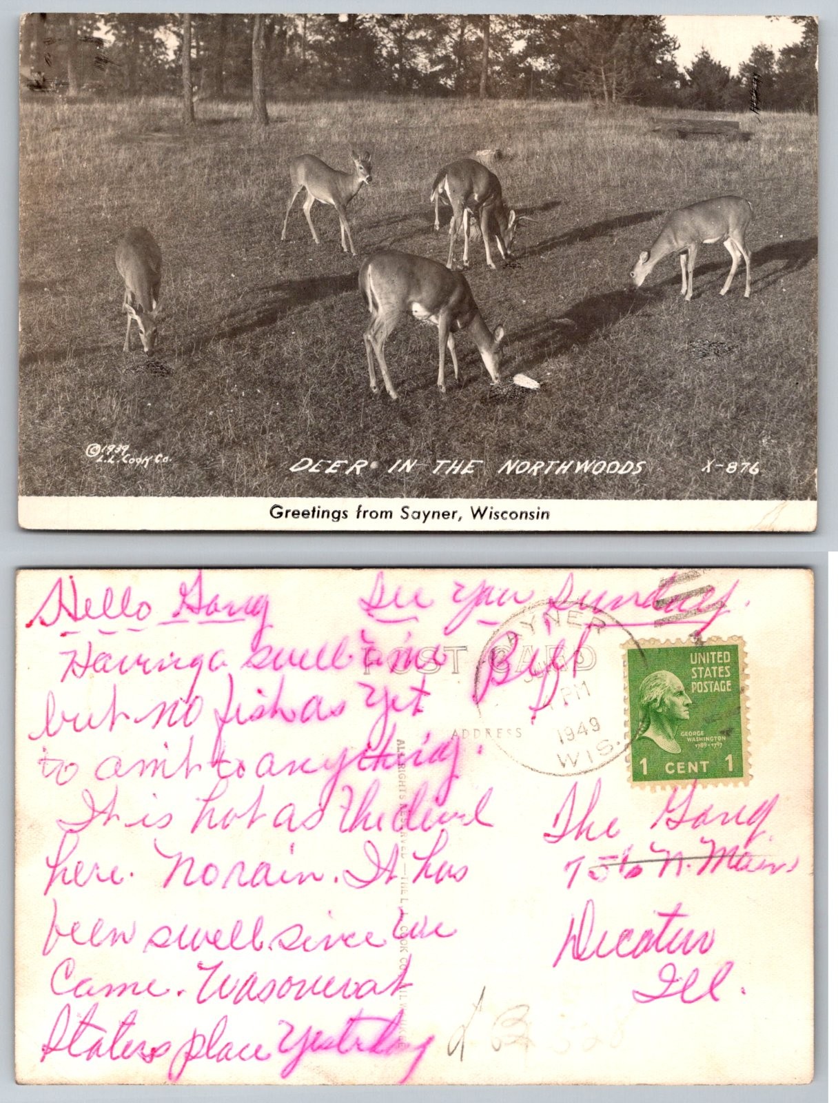 Greetings from Sayner Wisconsin Deer in the Northwoods Postcard PB438-U