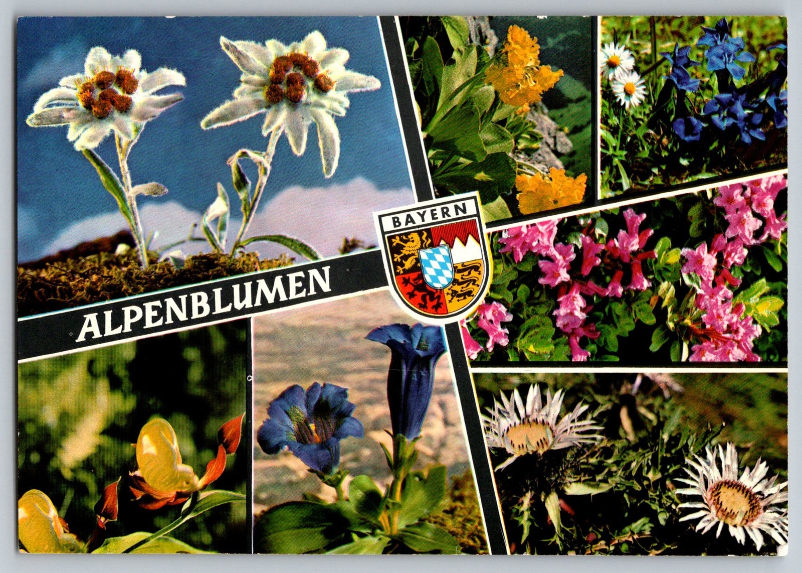 Postcard - Alpenblumen, Bayern