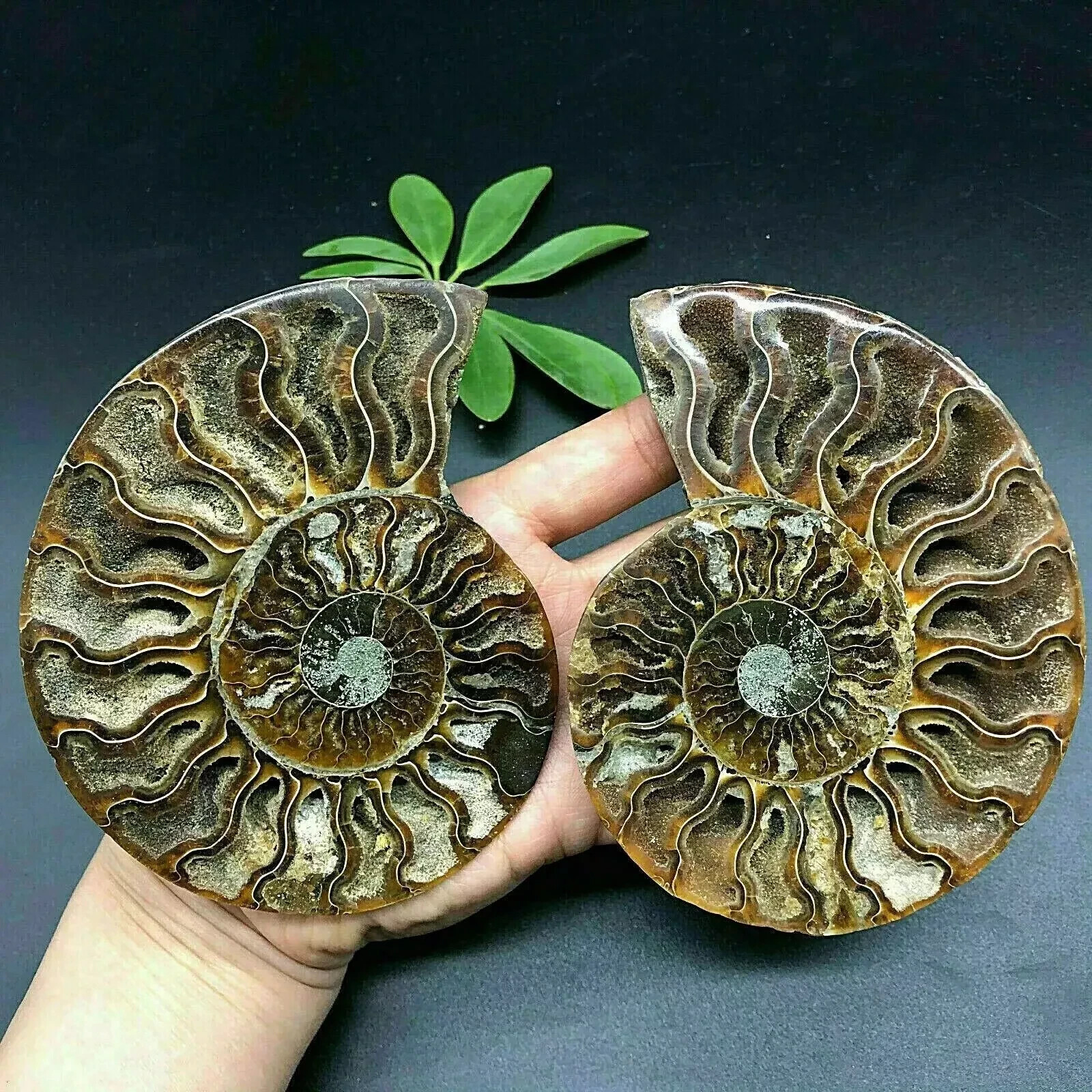 100g+ Natural ammonite fossil conch Crystal specimen healing+stand decor 1PC +S