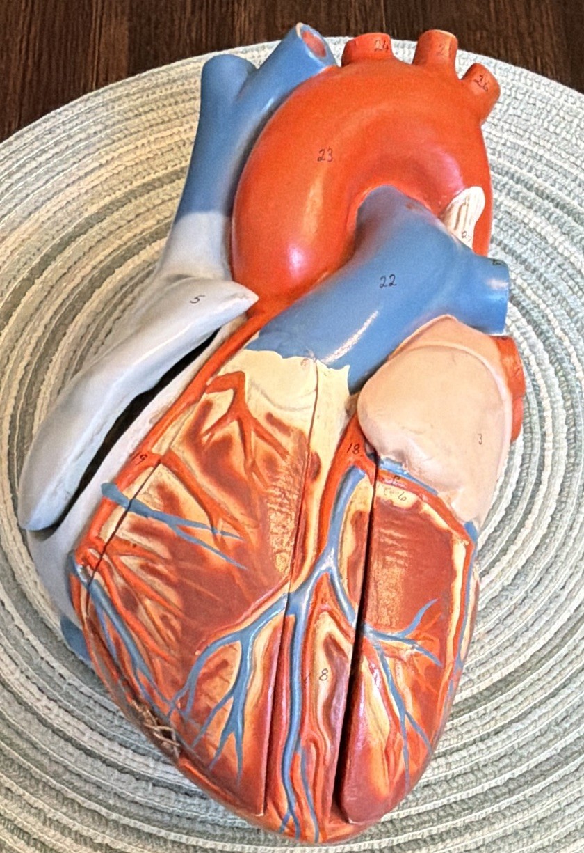 Vintage 9” Denoyer-Geppert Life-Size Human Heart Anatomical Model (No Stand)