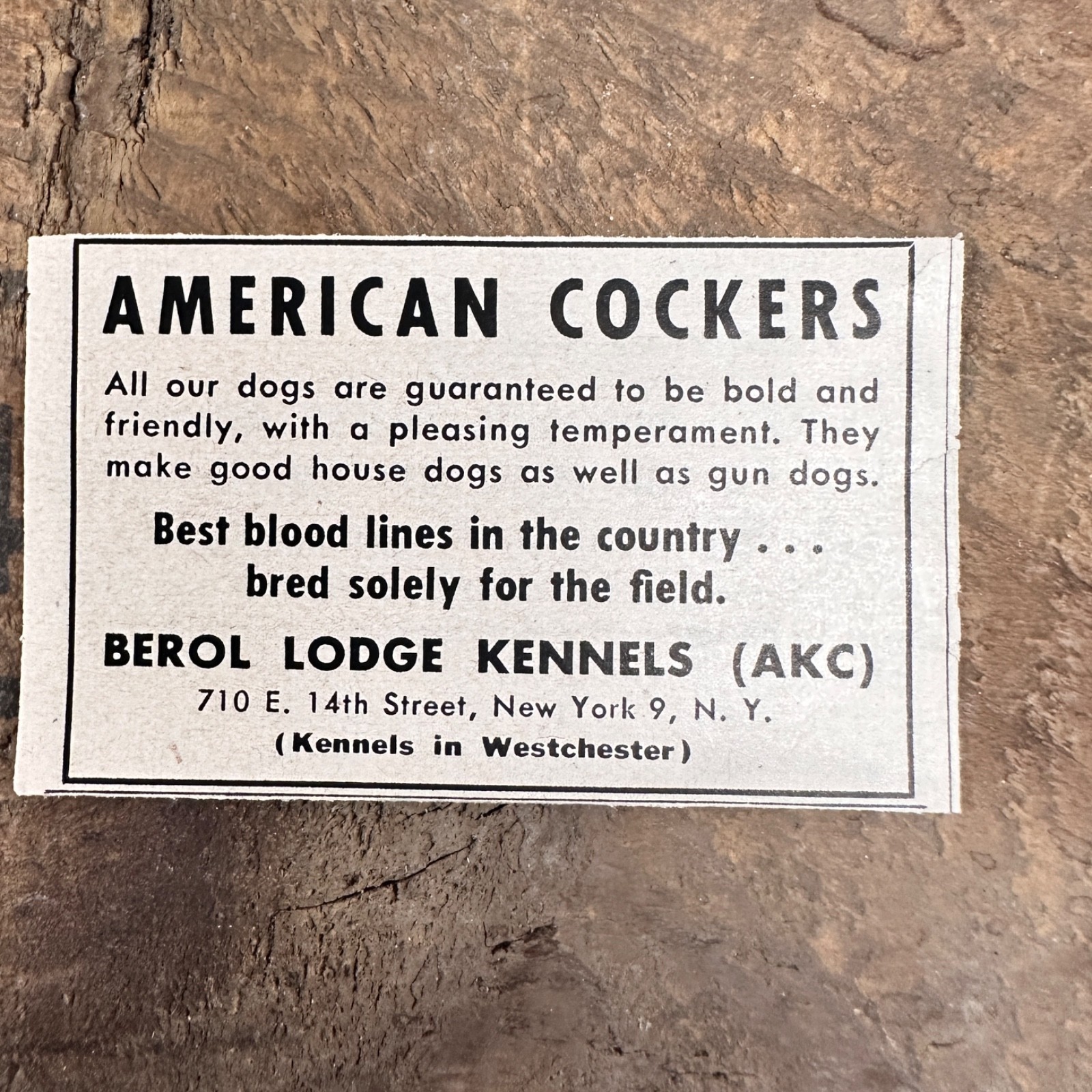 1952 American Cocker Spaniel Vintage Print Ad Berol Lodge Kennels Westchester NY
