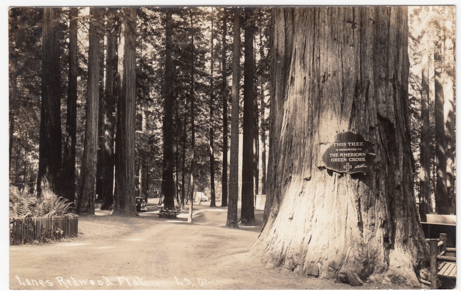 Lane\'s Redwood Flat Mendocino County, California Vintage Real Photo Postcard