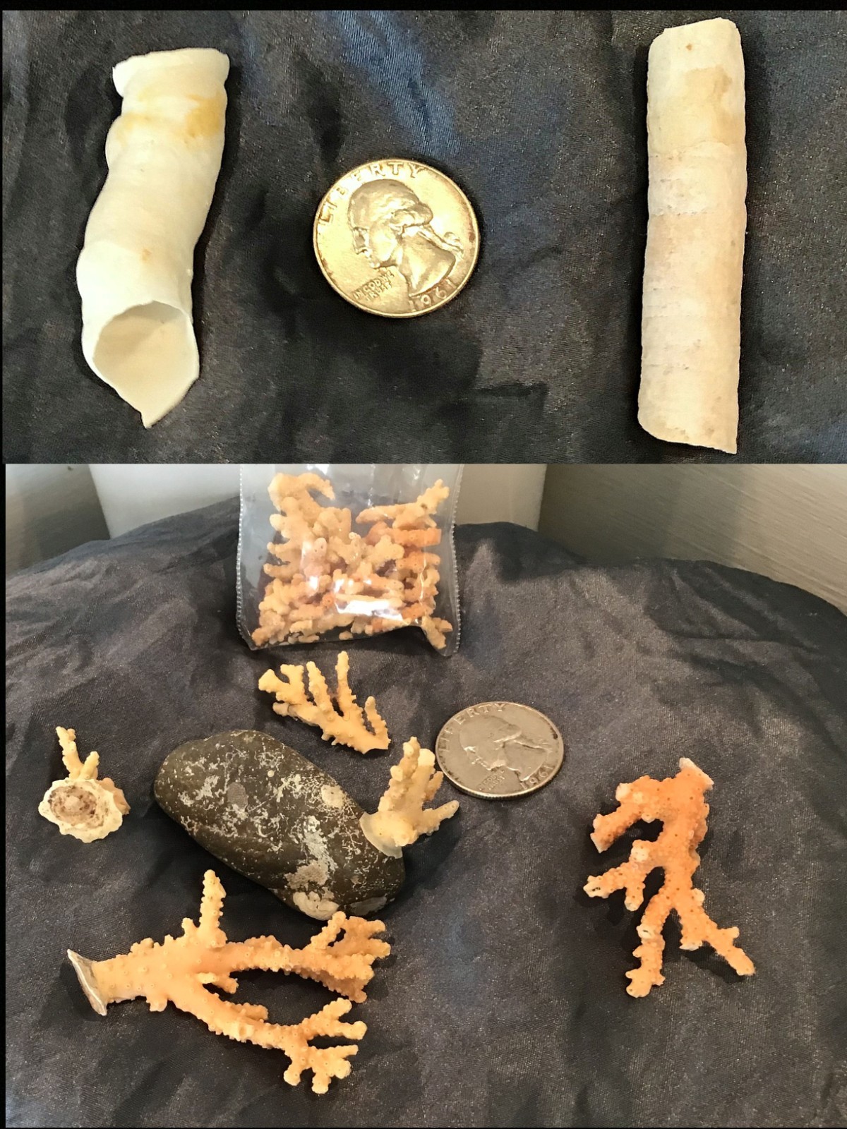 Over 20 Grams Deep Sea Pacific Northwest Coral/Some intact some in pieces/ASIS