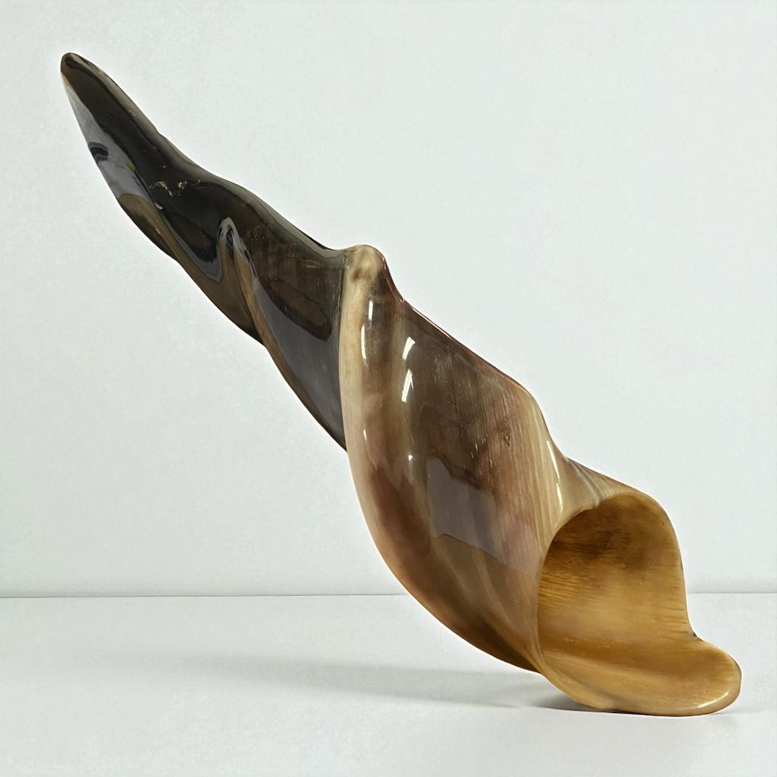 Huge Polished Eland Horn Shofar 22.\'\' (56cm) Kosher From Israel BEST PRICE Huge Polished Eland Horn Shofar 22.\'\' (56cm) Kosher From Israel BEST PRICE