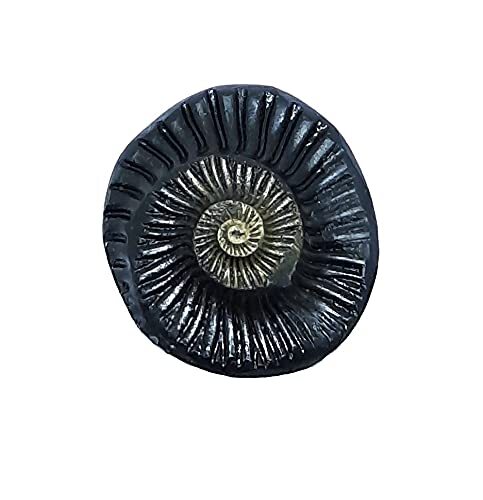 Sudarshan Shaligram Nepal Gandaki River Original Chakra Saligram 2.5 CM