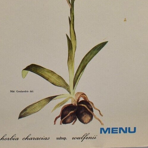 1975 Euphorbia Characias Wulfenii SS Britanis Chandris Cruise Ship Line Menu