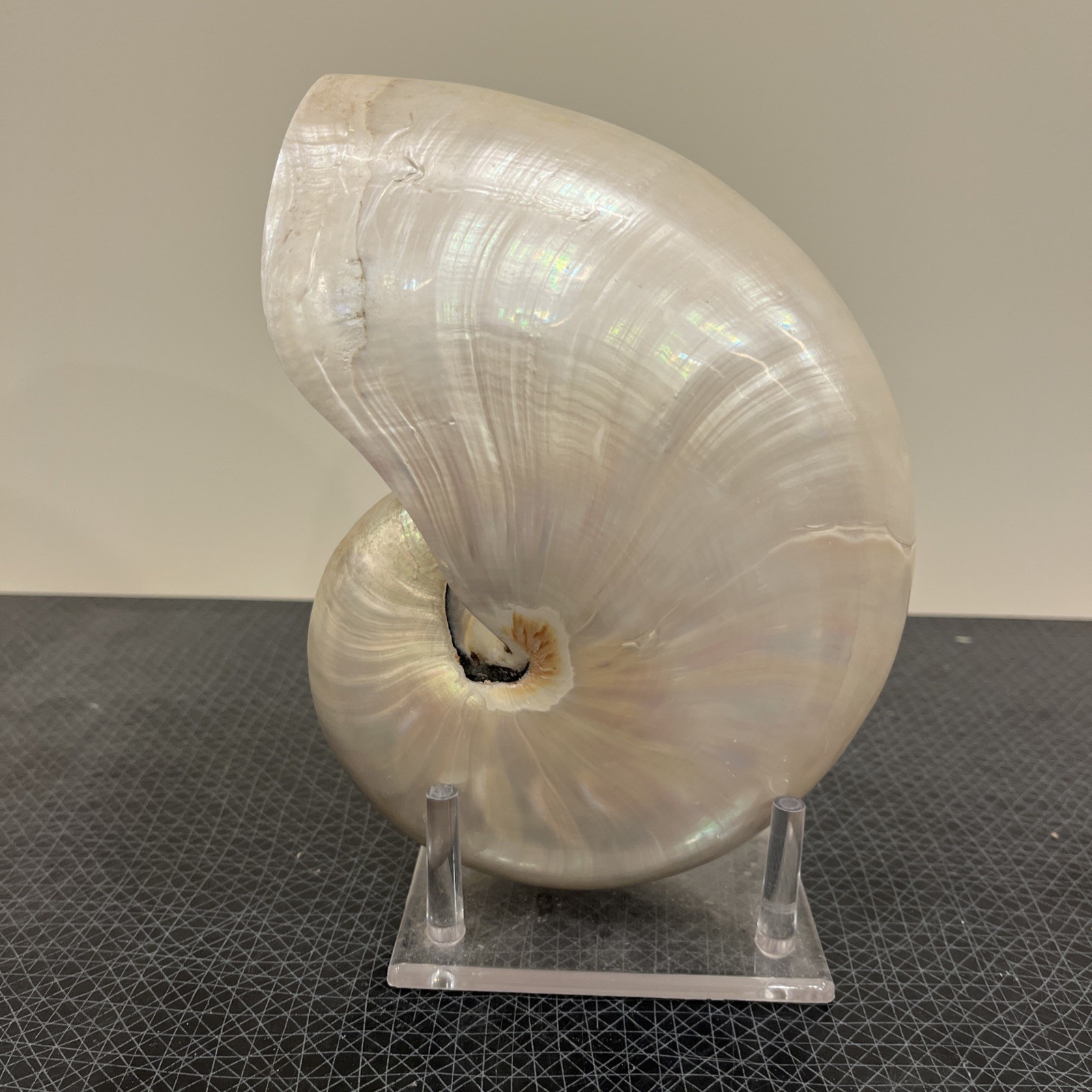 Vintage Large Pearlized Chambered Nautilus Seashell 8” x 6\
